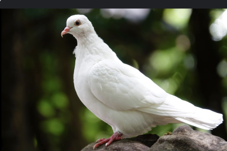 Screenshot 2024-12-03 at 4.06.33 AM